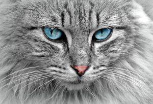 cat, animal, cat portrait website