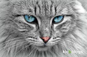Cat products for the home