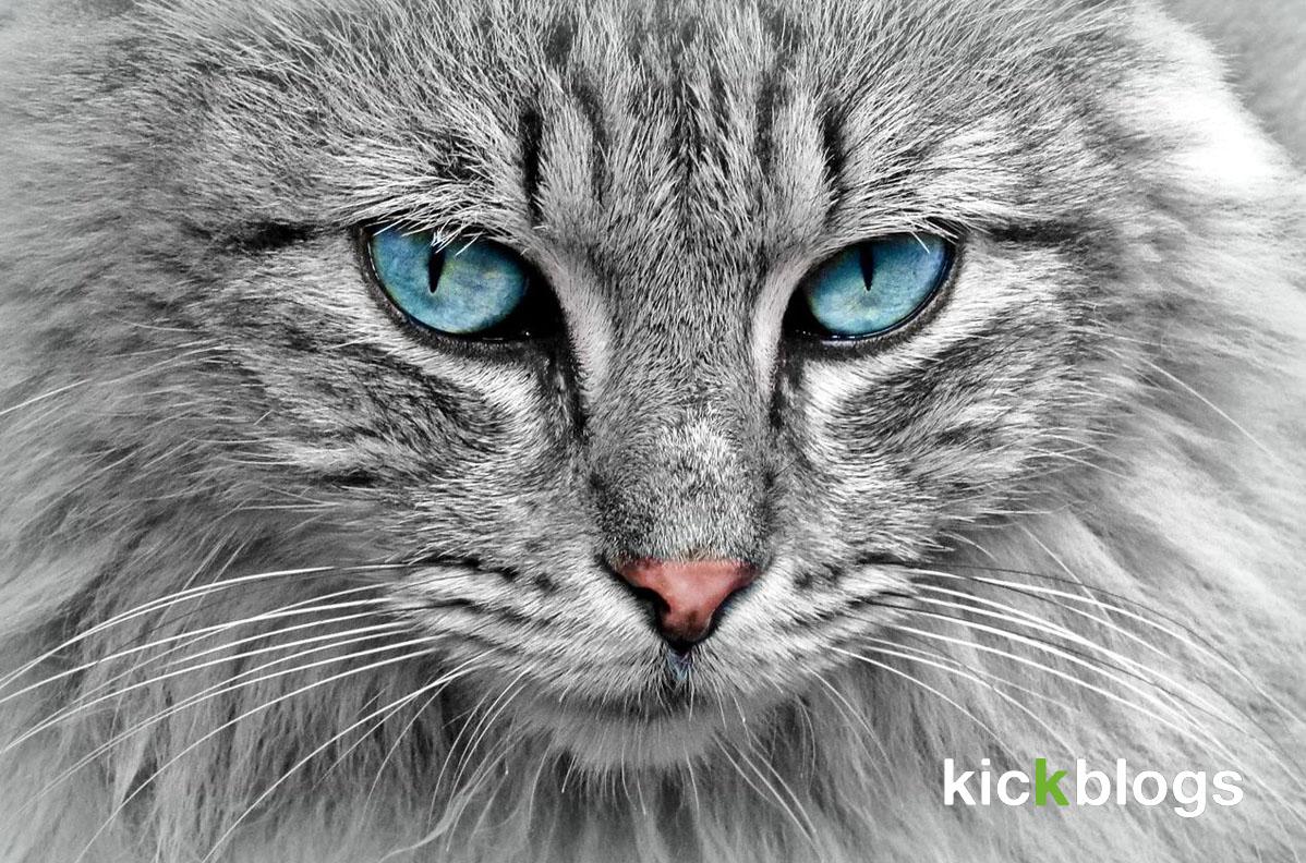 Cat products for the home