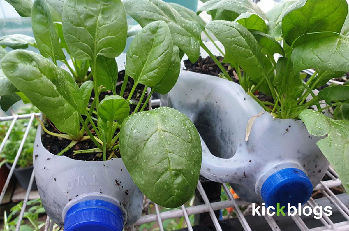 Niche Gardening website forsale